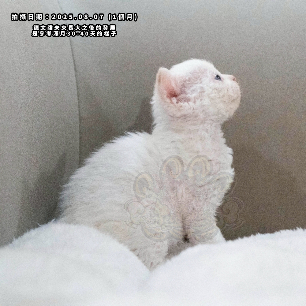 (長毛血)奶油加白德文-女孩