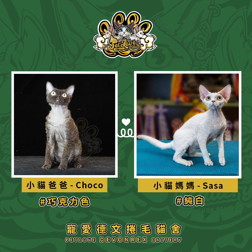 小鹿藍眼虎斑德文-女孩