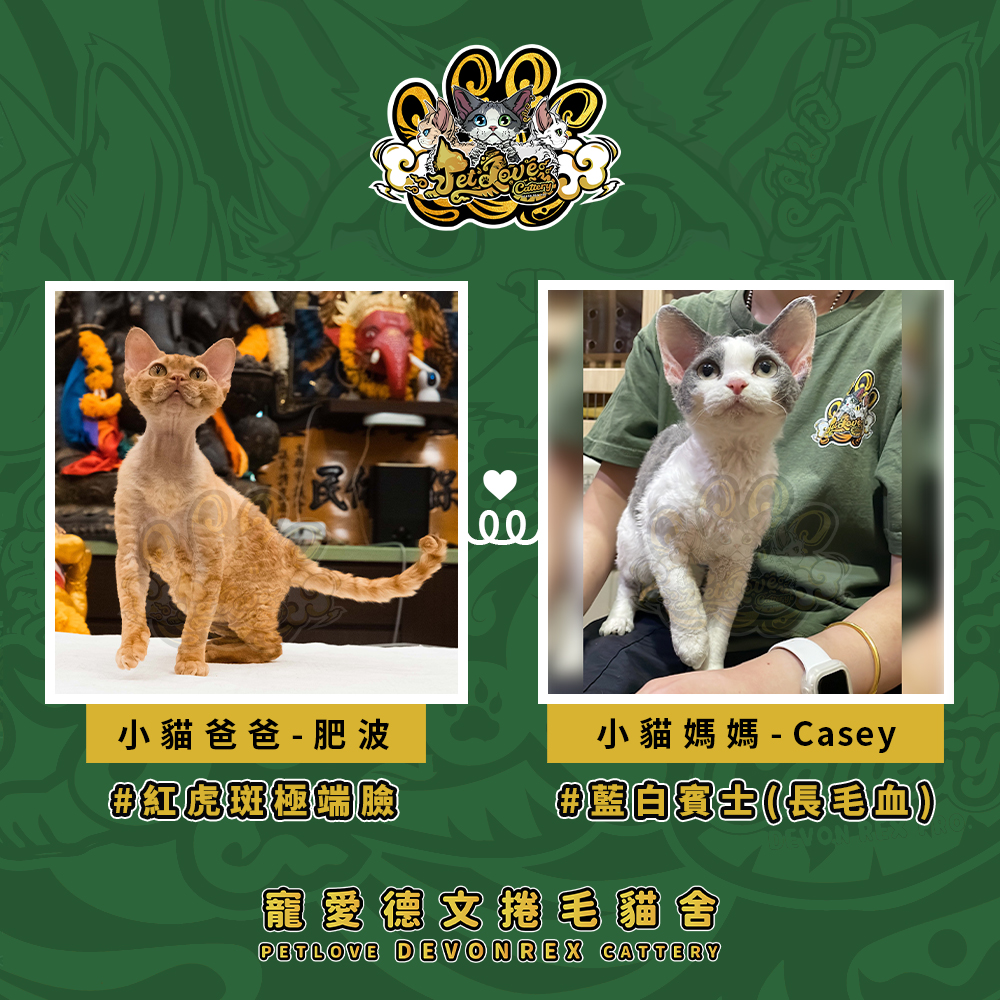 三花賓士德文-女孩