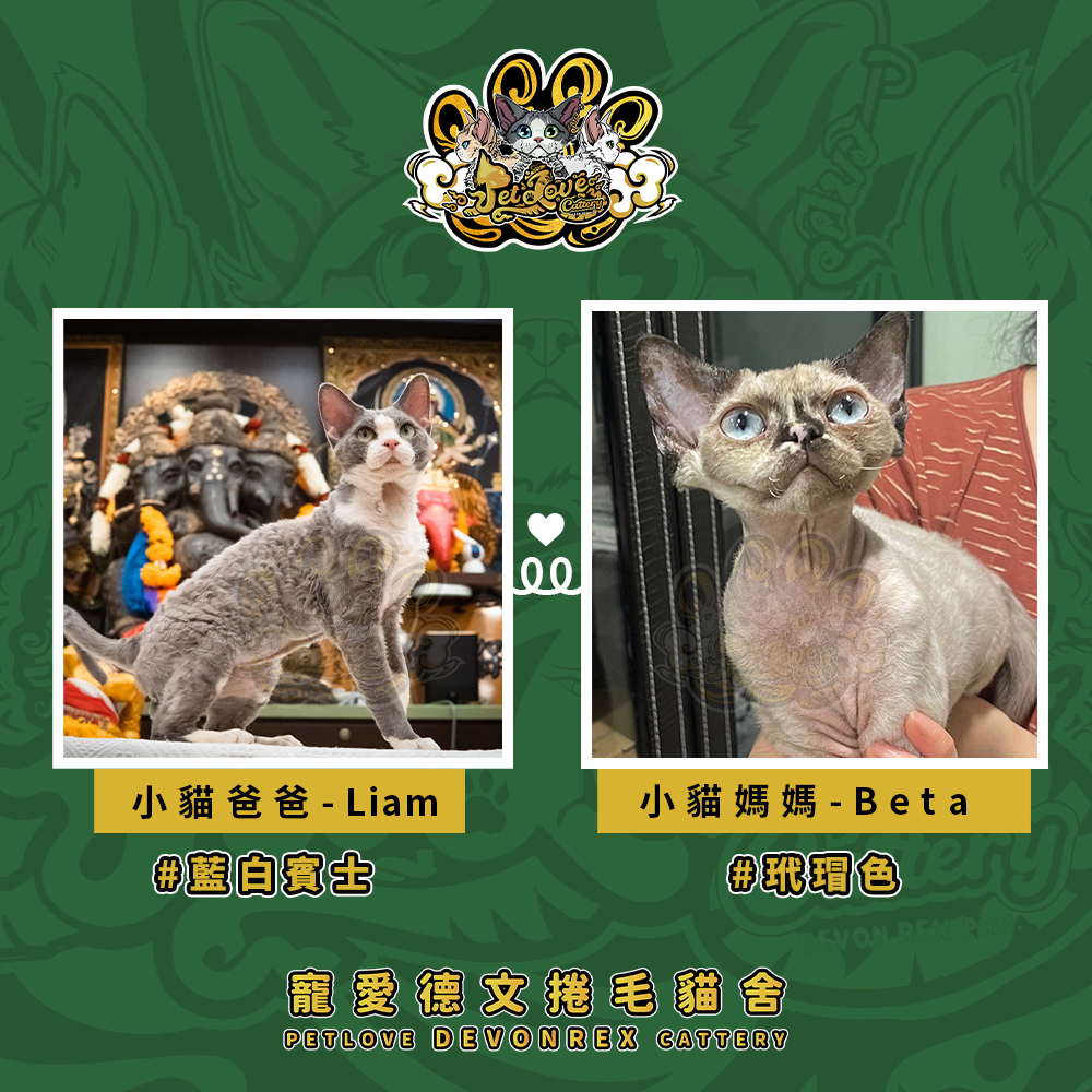 (長毛血)奶油加白德文-女孩