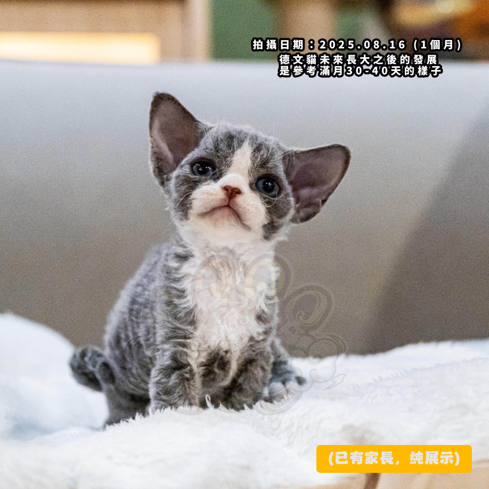 藍白開臉德文-男孩