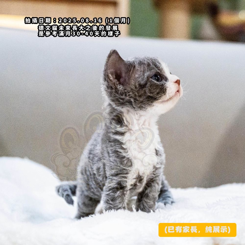 藍白開臉德文-男孩