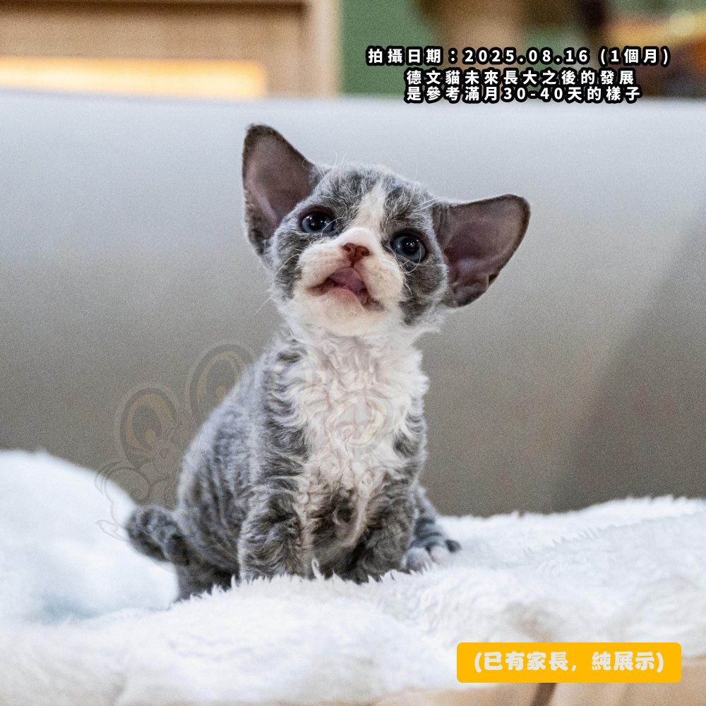 藍白開臉德文-男孩