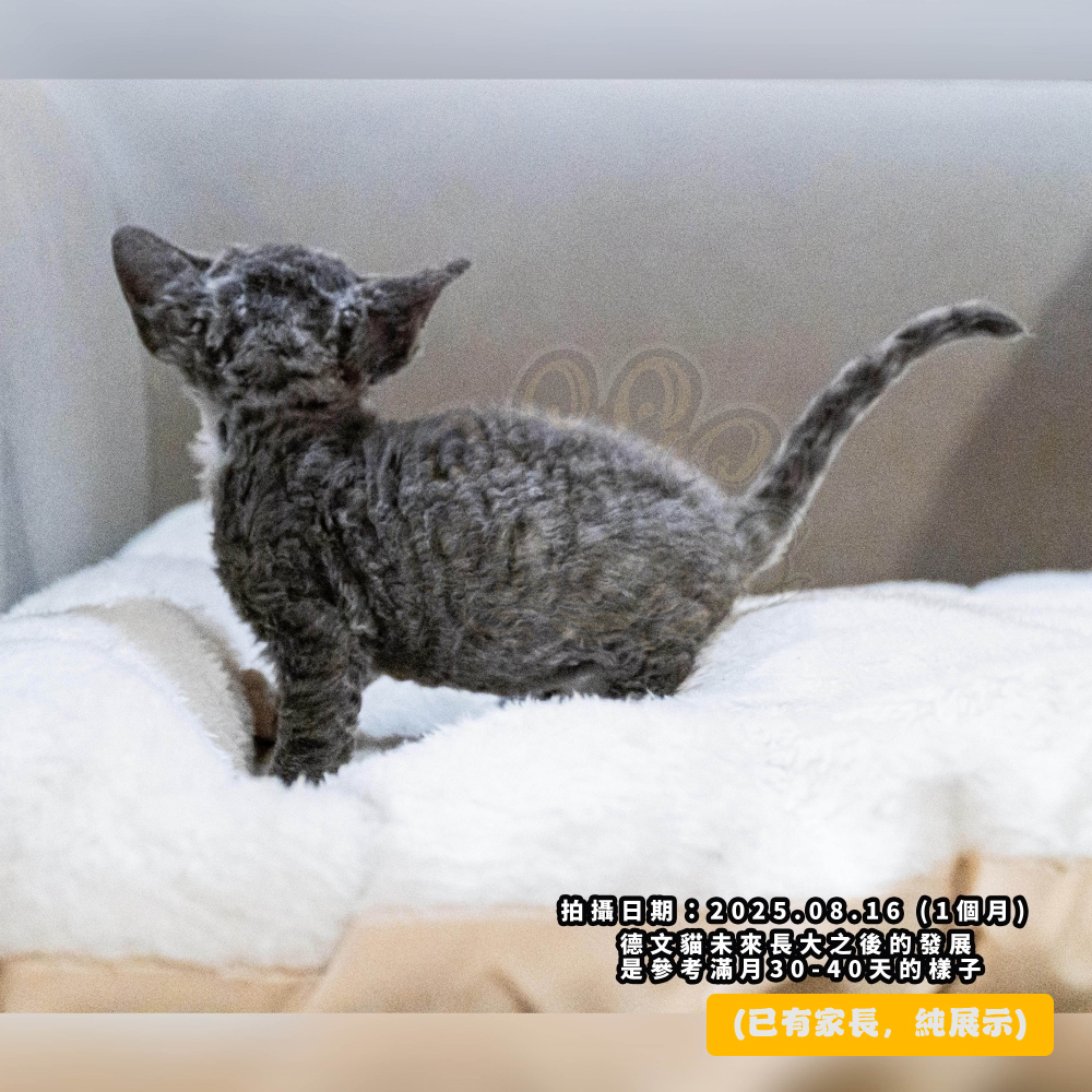 藍白開臉德文-男孩