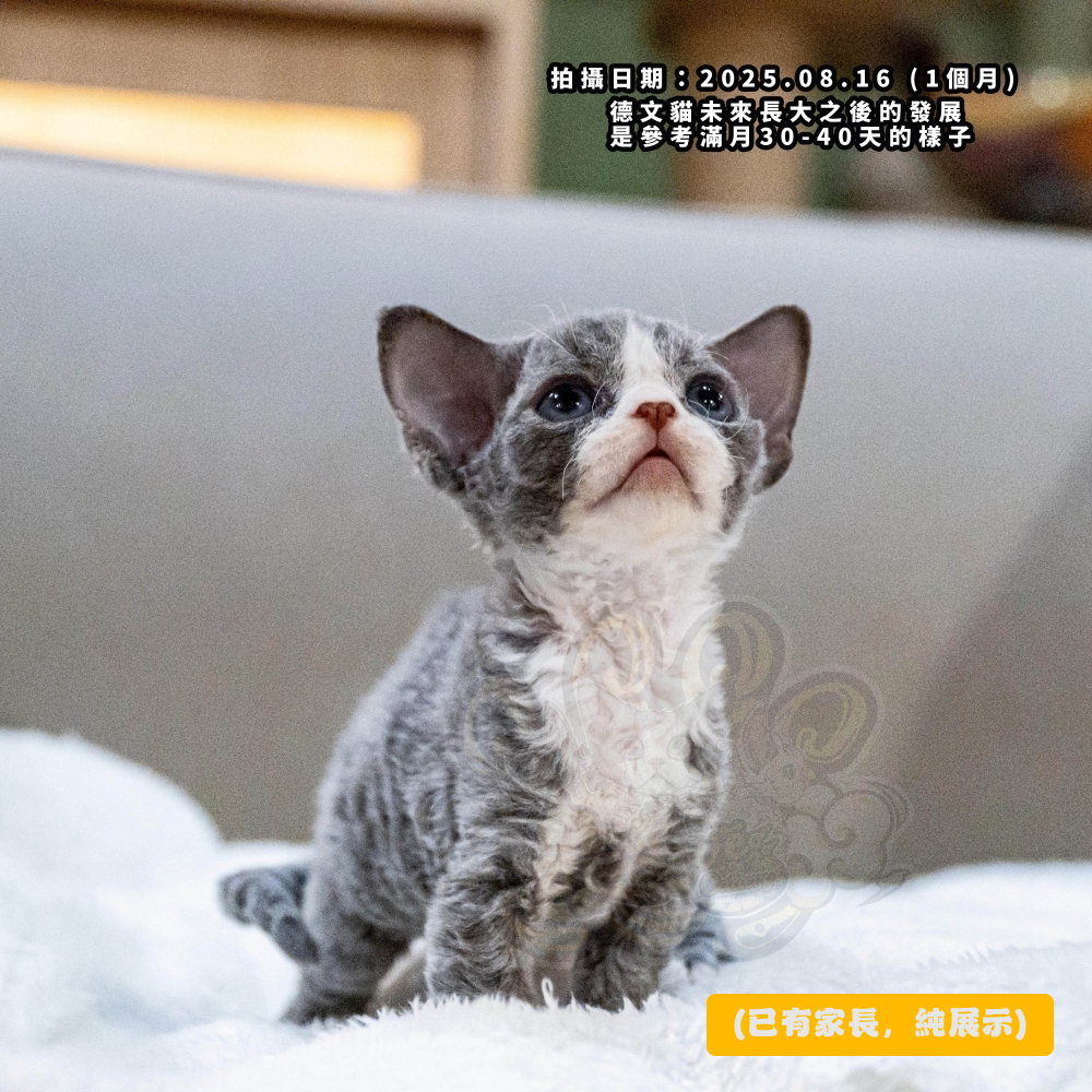 藍白開臉德文-男孩