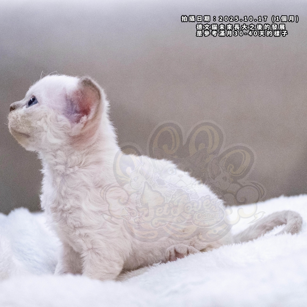 重點色德文-女孩