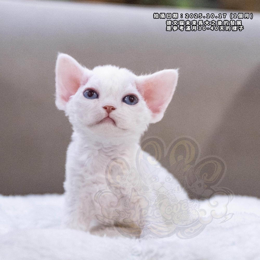 純白藍眼德文-女孩