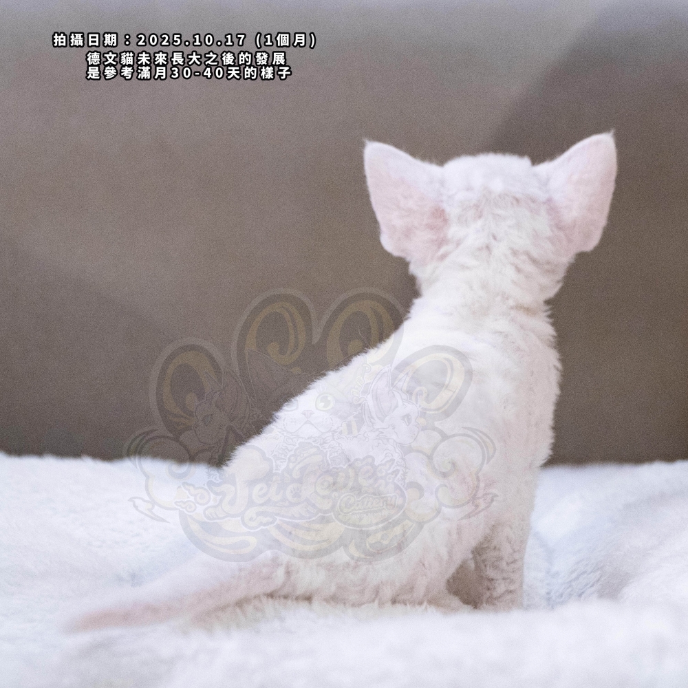 純白藍眼德文-女孩