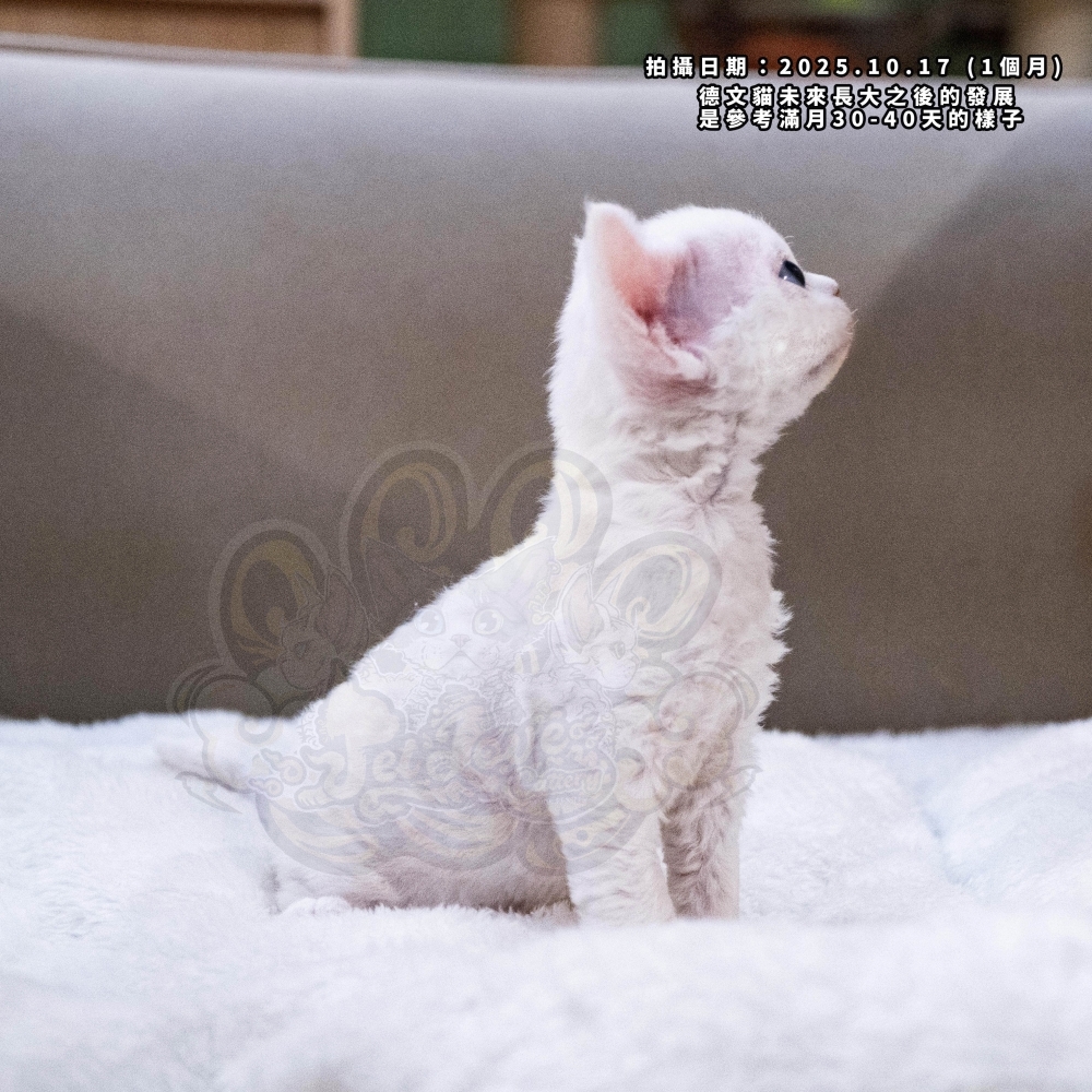 純白藍眼德文-女孩