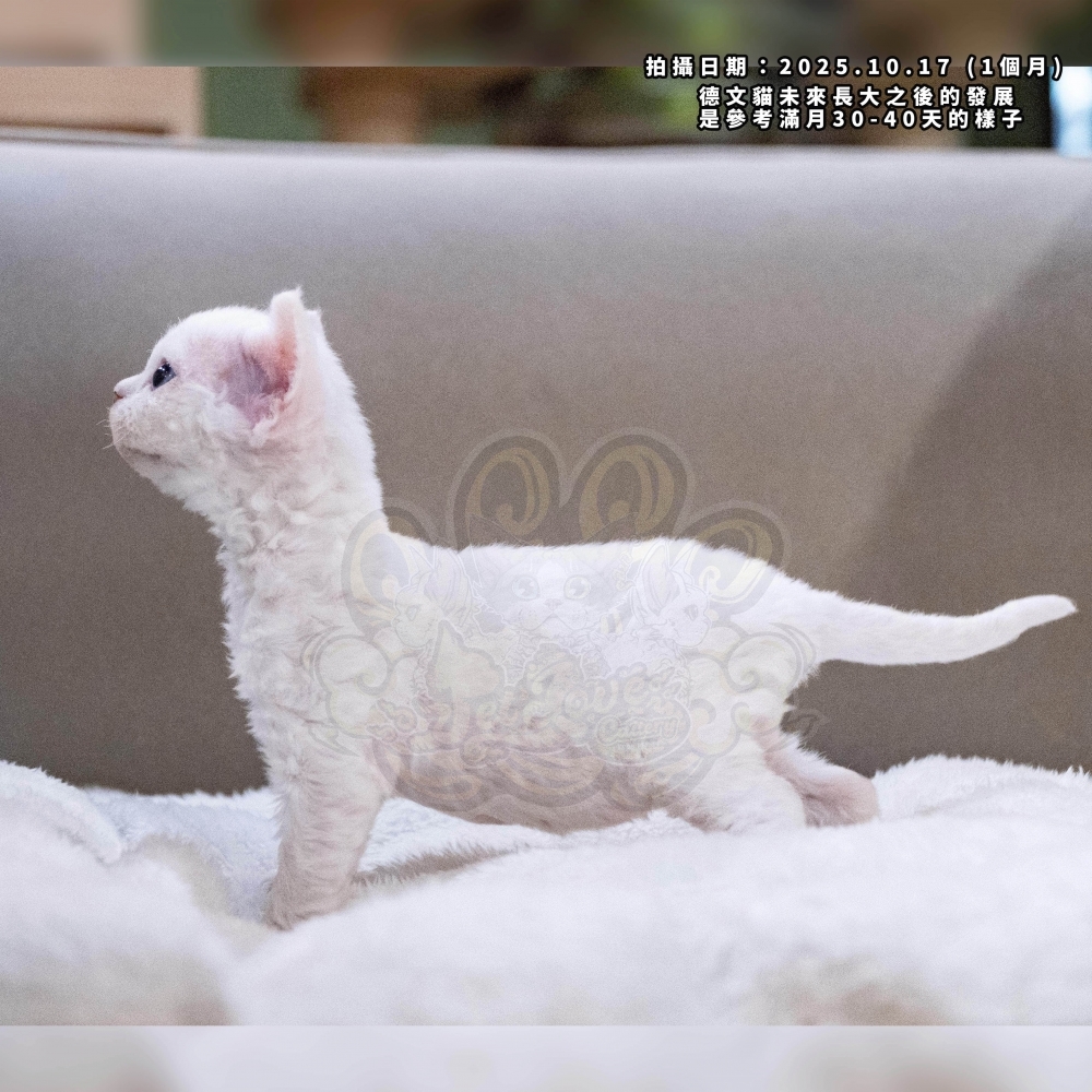 純白藍眼德文-女孩