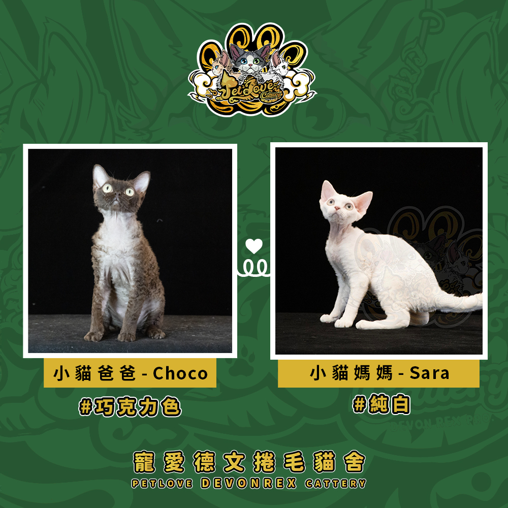 純白藍眼德文-女孩