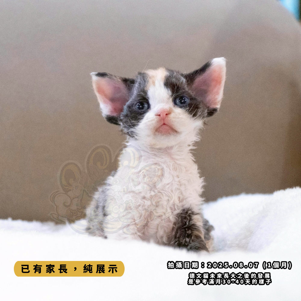 三花賓士德文-女孩