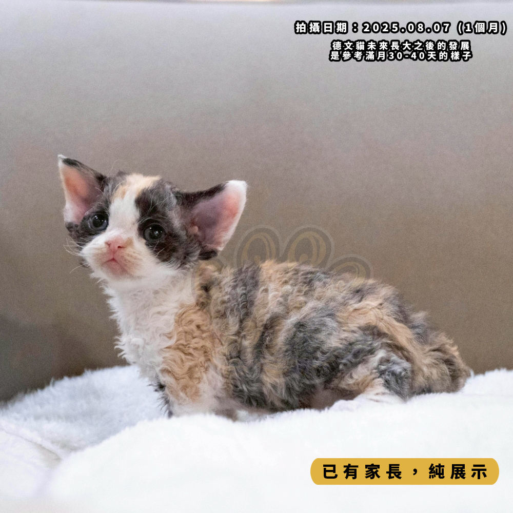 三花賓士德文-女孩