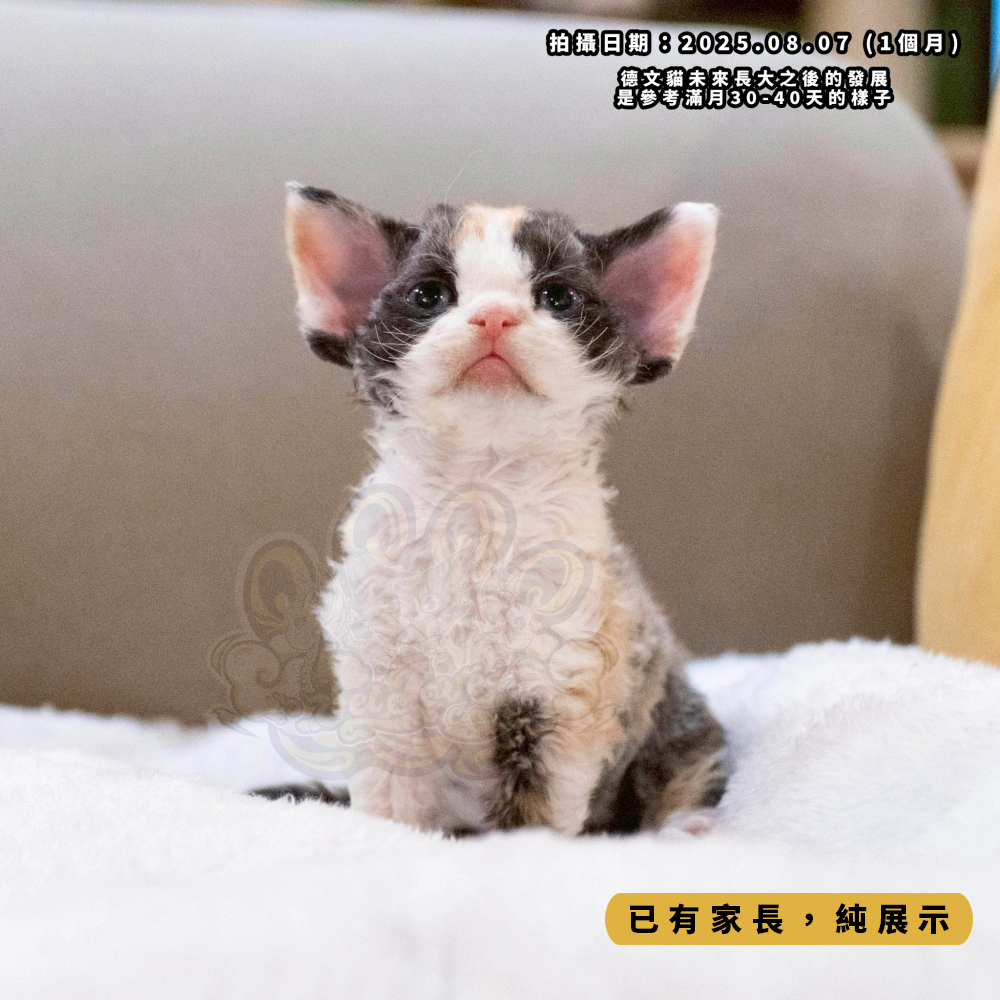 三花賓士德文-女孩