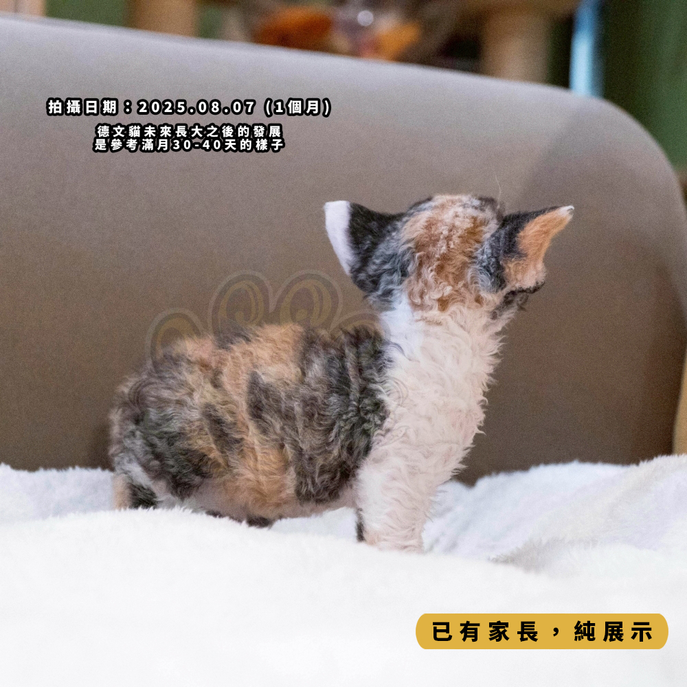 三花賓士德文-女孩