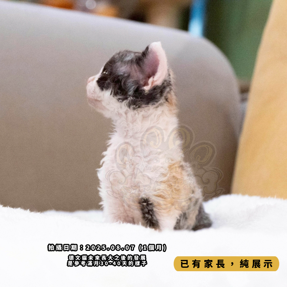 三花賓士德文-女孩