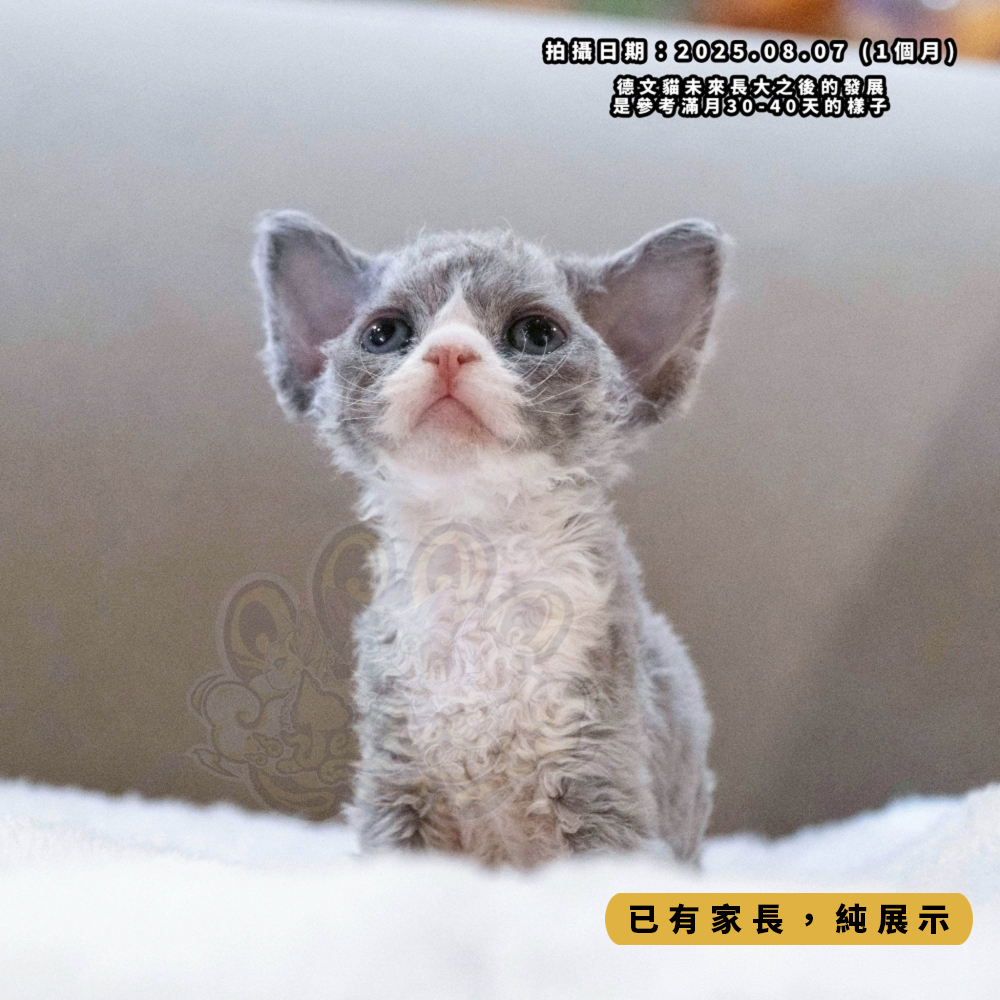 藍白開臉德文-女孩