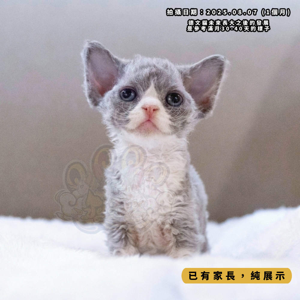 藍白開臉德文-女孩