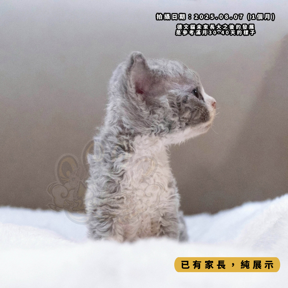 藍白開臉德文-女孩