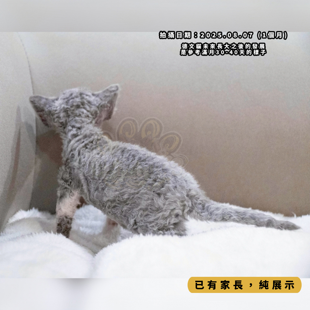 藍白開臉德文-女孩