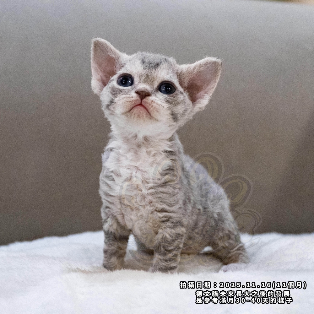 虎斑加白德文-女孩