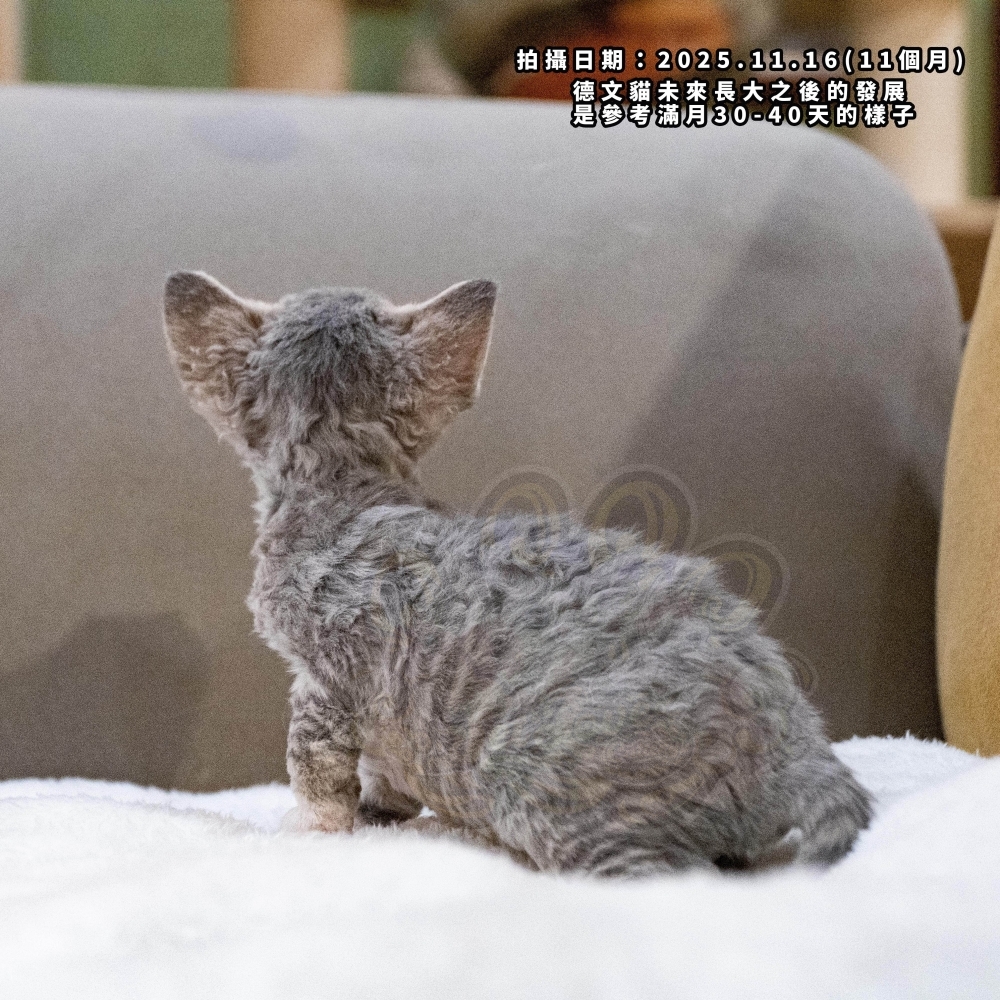 虎斑加白德文-女孩