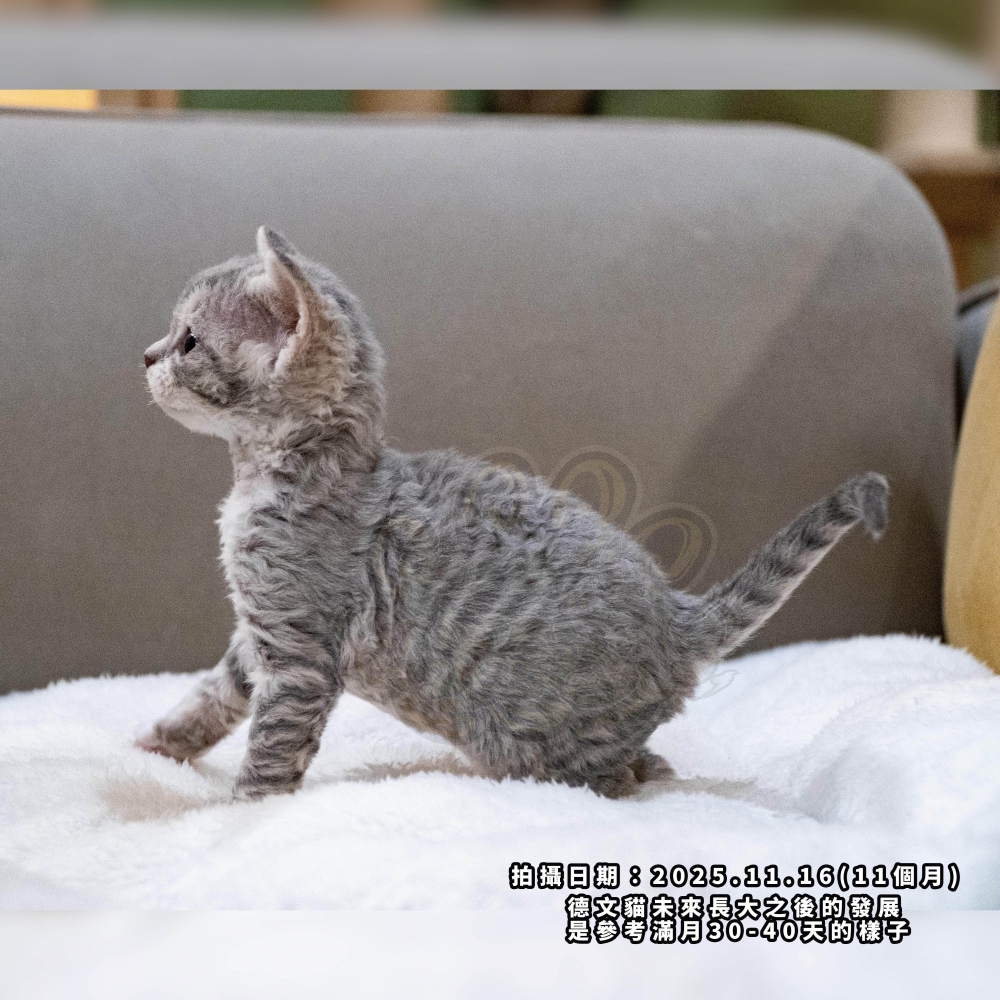 虎斑加白德文-女孩