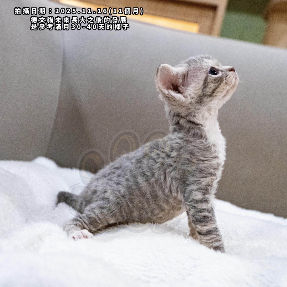 虎斑加白德文-女孩