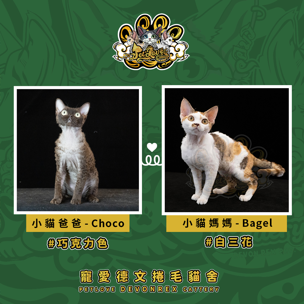 虎斑加白德文-女孩