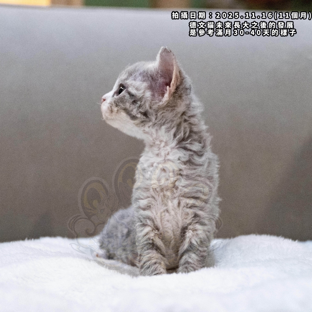 虎斑加白德文-女孩