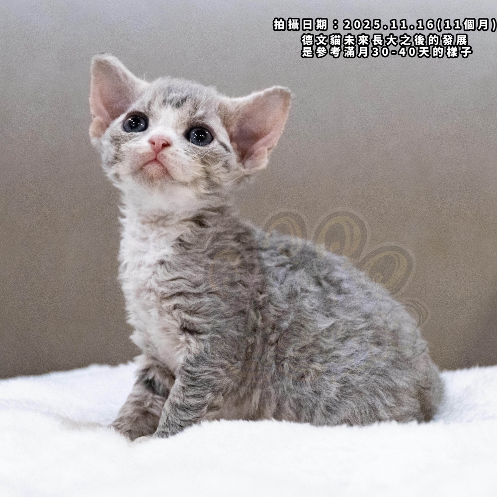 虎斑加白德文-女孩