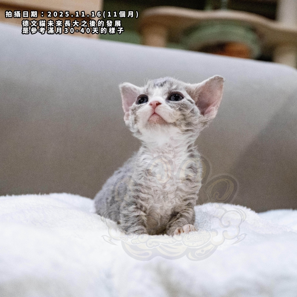 虎斑加白德文-女孩