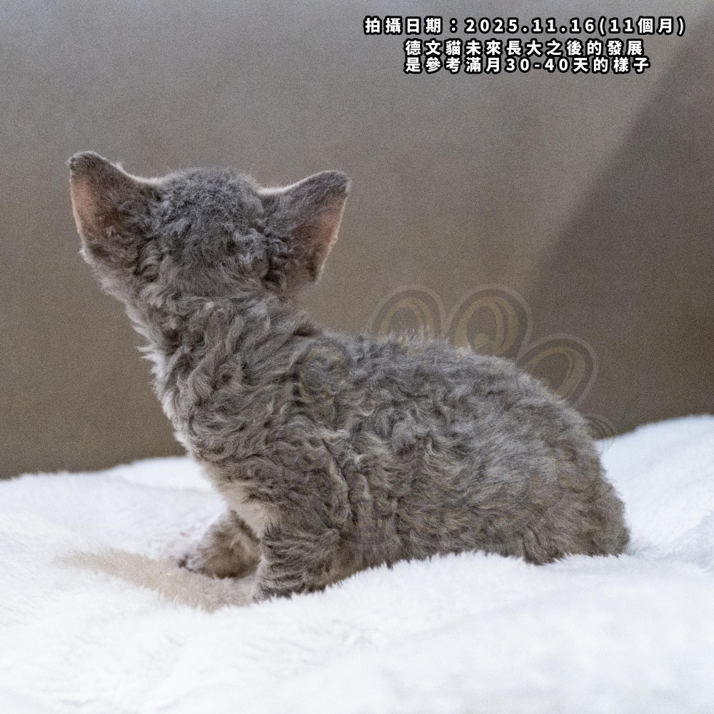 虎斑加白德文-女孩