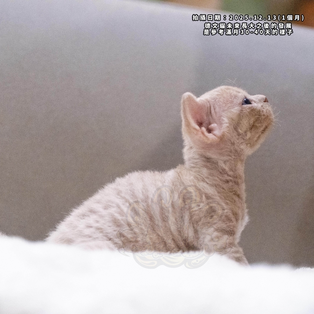 奶油色德文-男孩