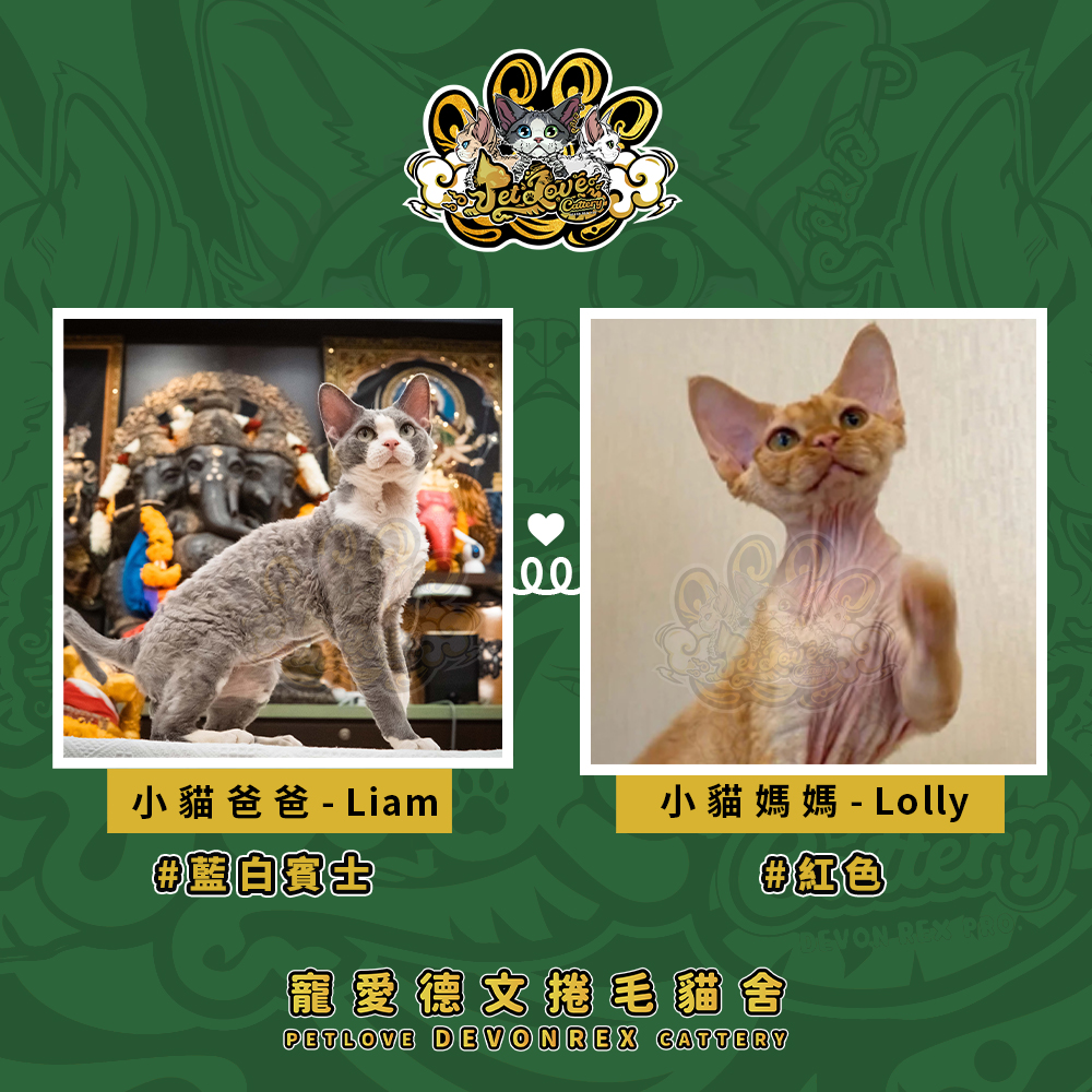 奶油色德文-男孩