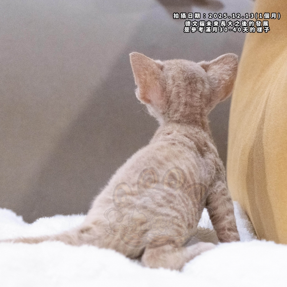 奶油色德文-男孩