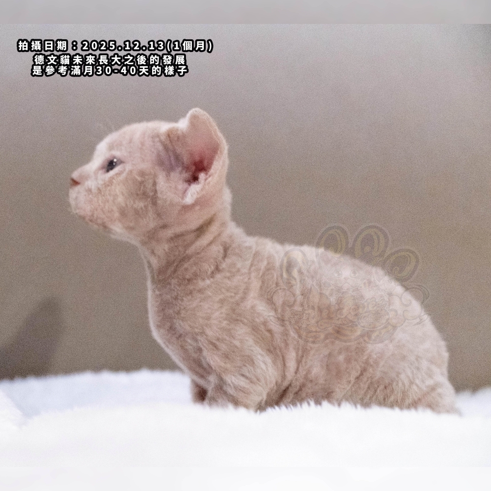 奶油色德文-男孩