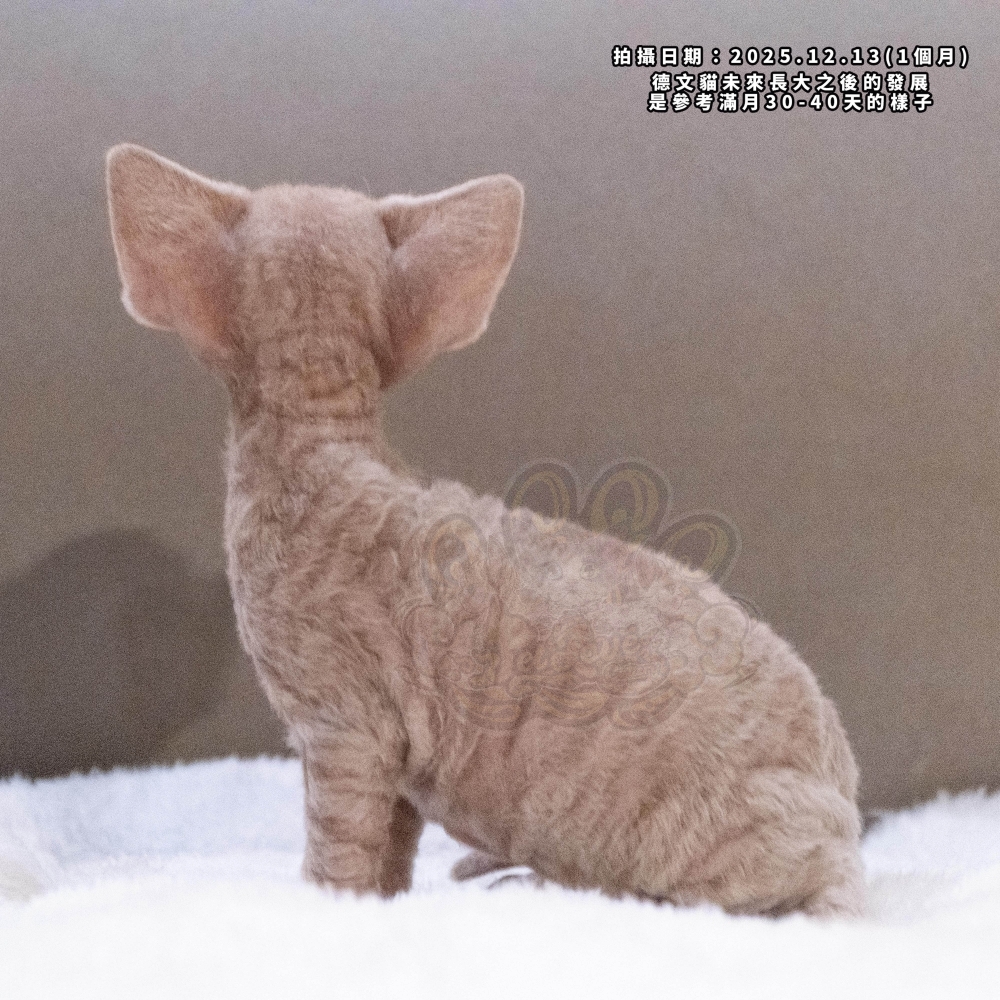 奶油色德文-男孩