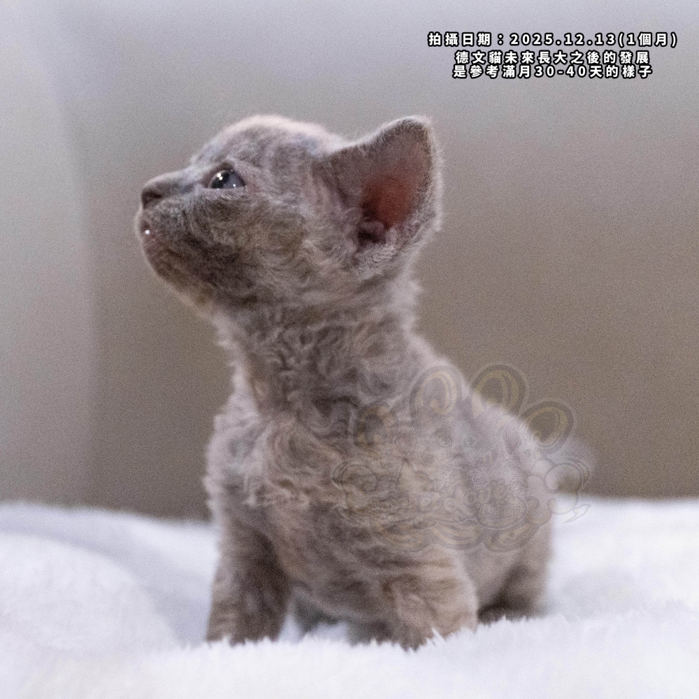 藍三花德文-女孩