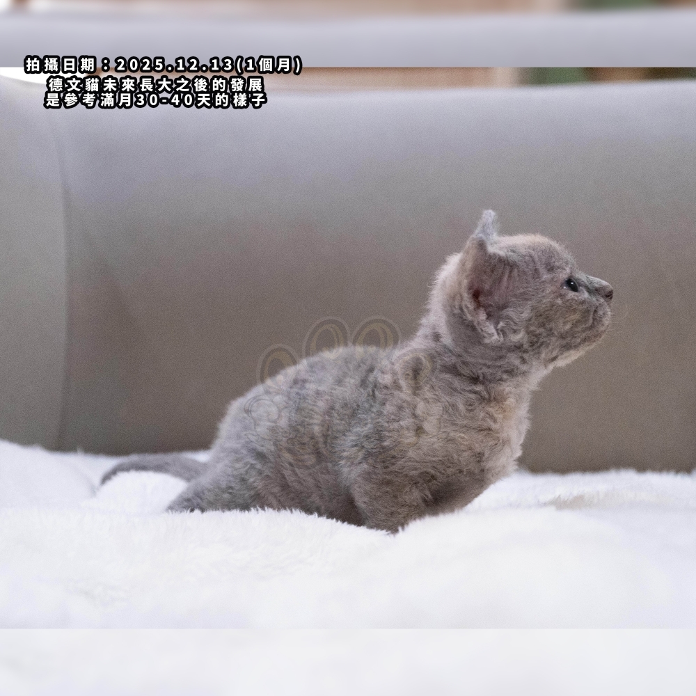 藍三花德文-女孩