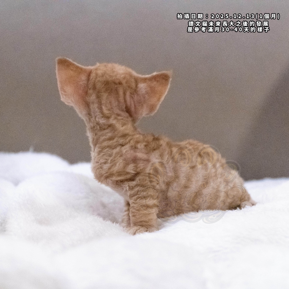 紅虎斑德文-男孩