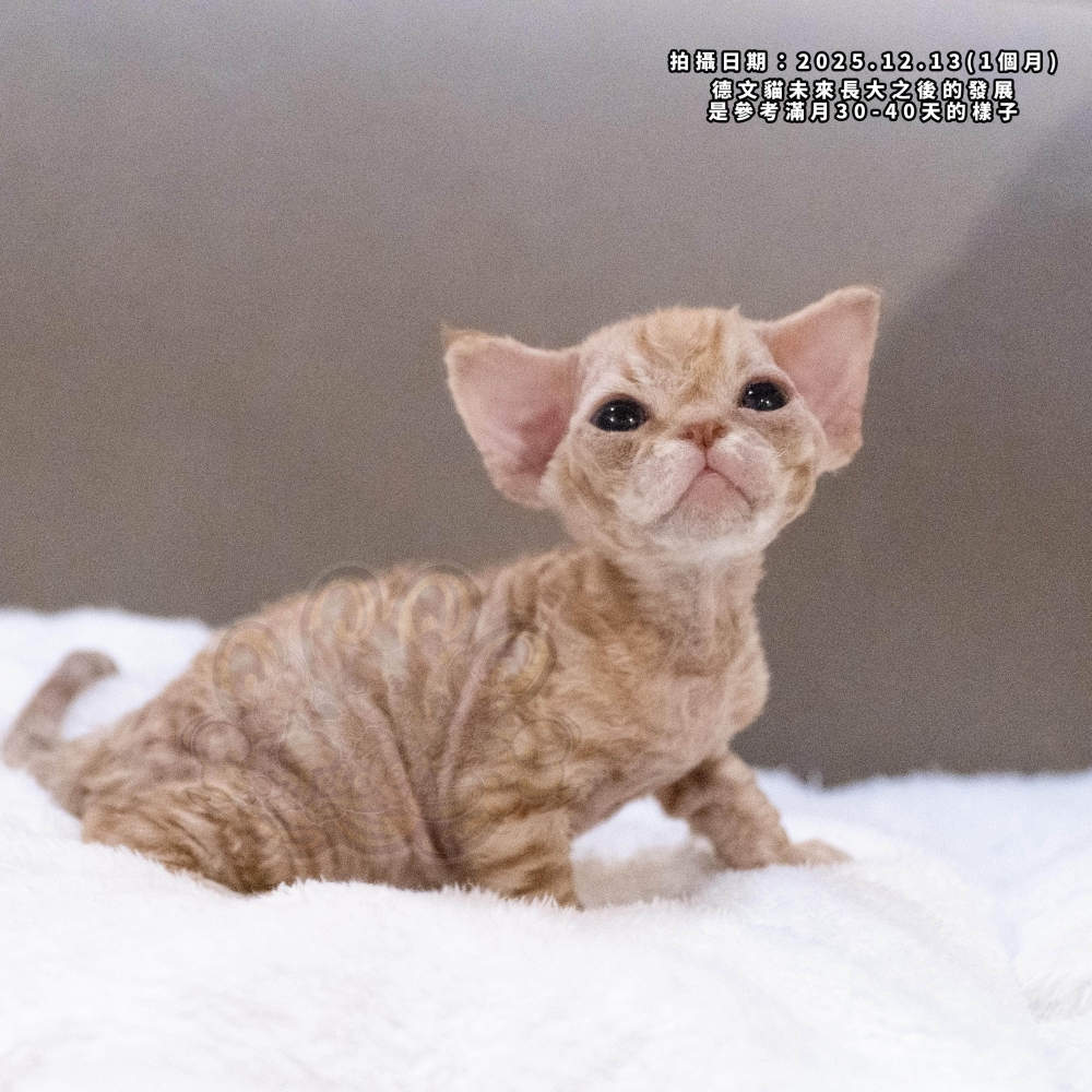 紅虎斑德文-男孩