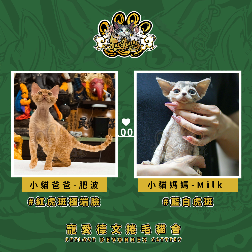 紅虎斑德文-男孩