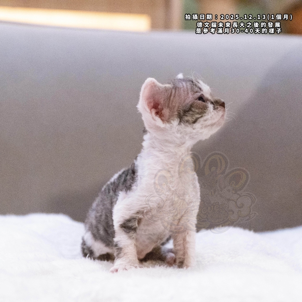 虎斑加白德文-女孩