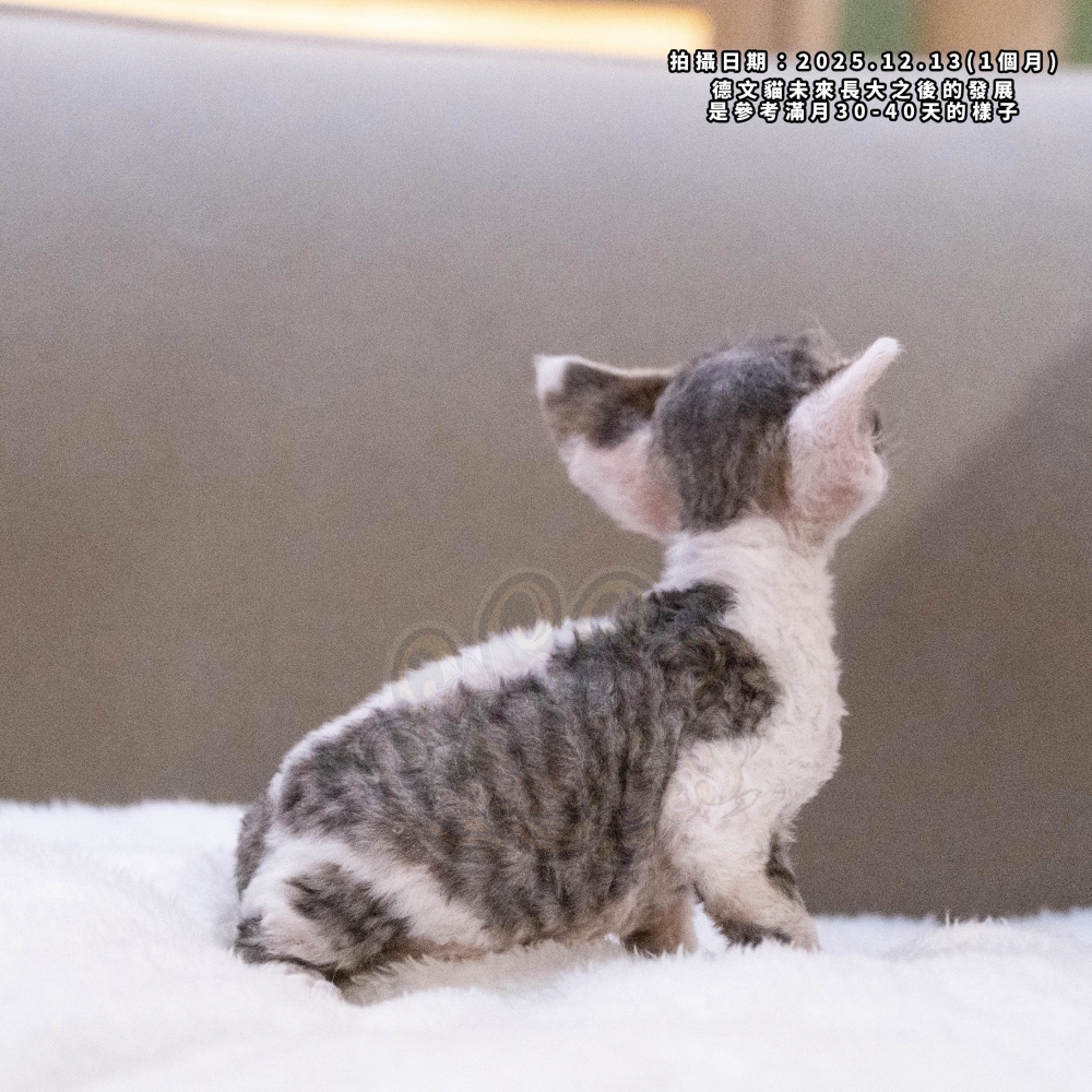 虎斑加白德文-女孩