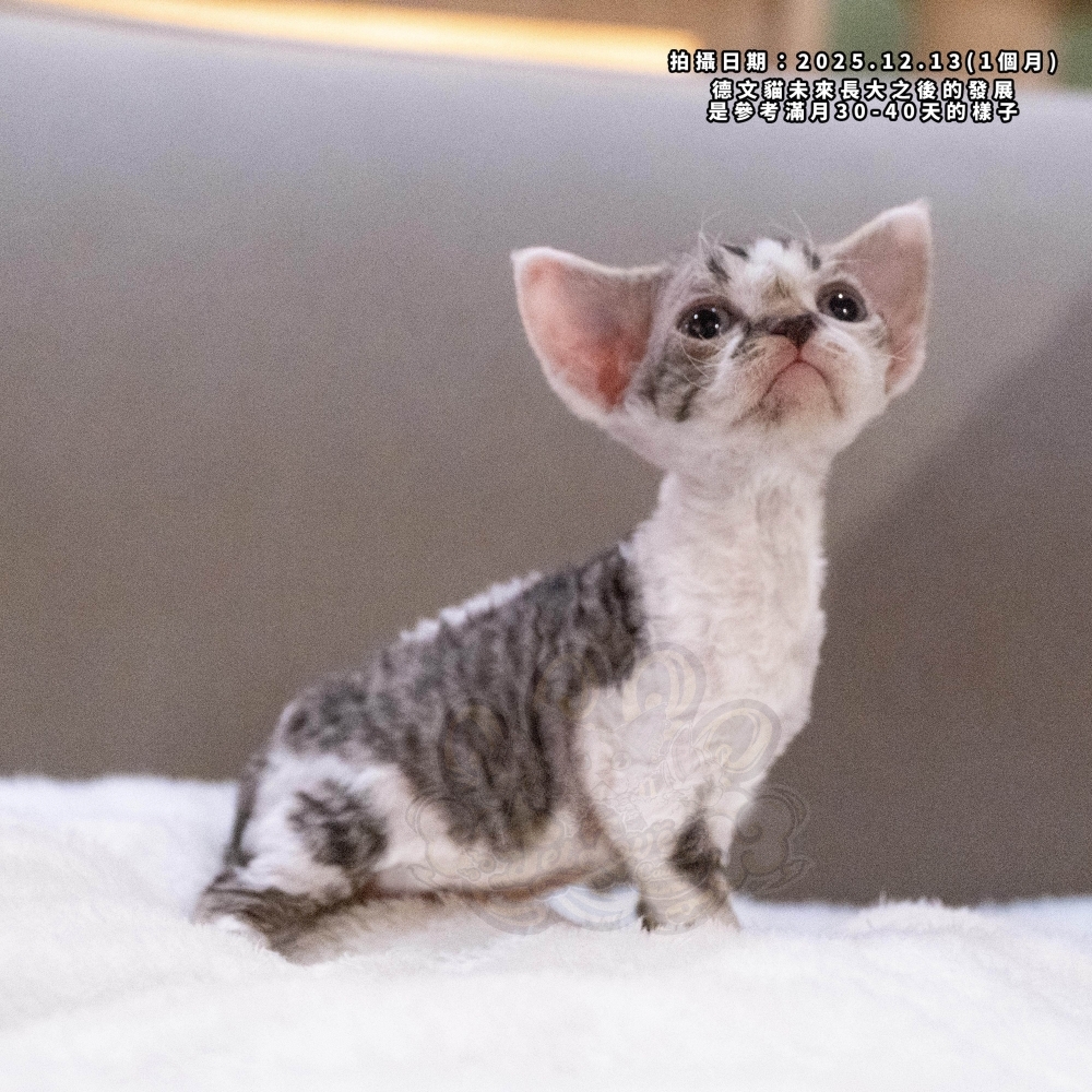 虎斑加白德文-女孩