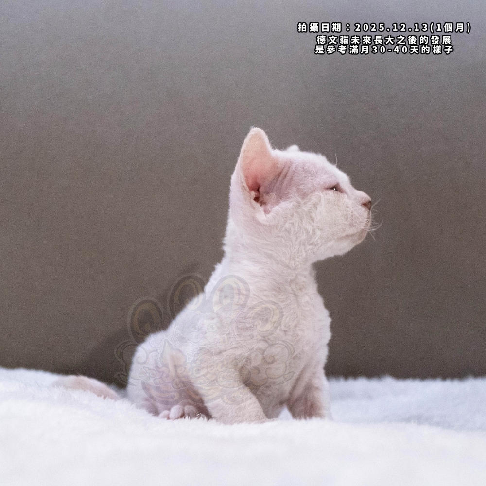 淡化奶油藍眼德文-男孩