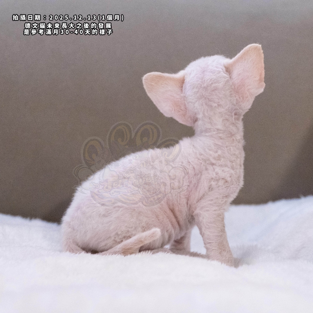 淡化奶油藍眼德文-男孩