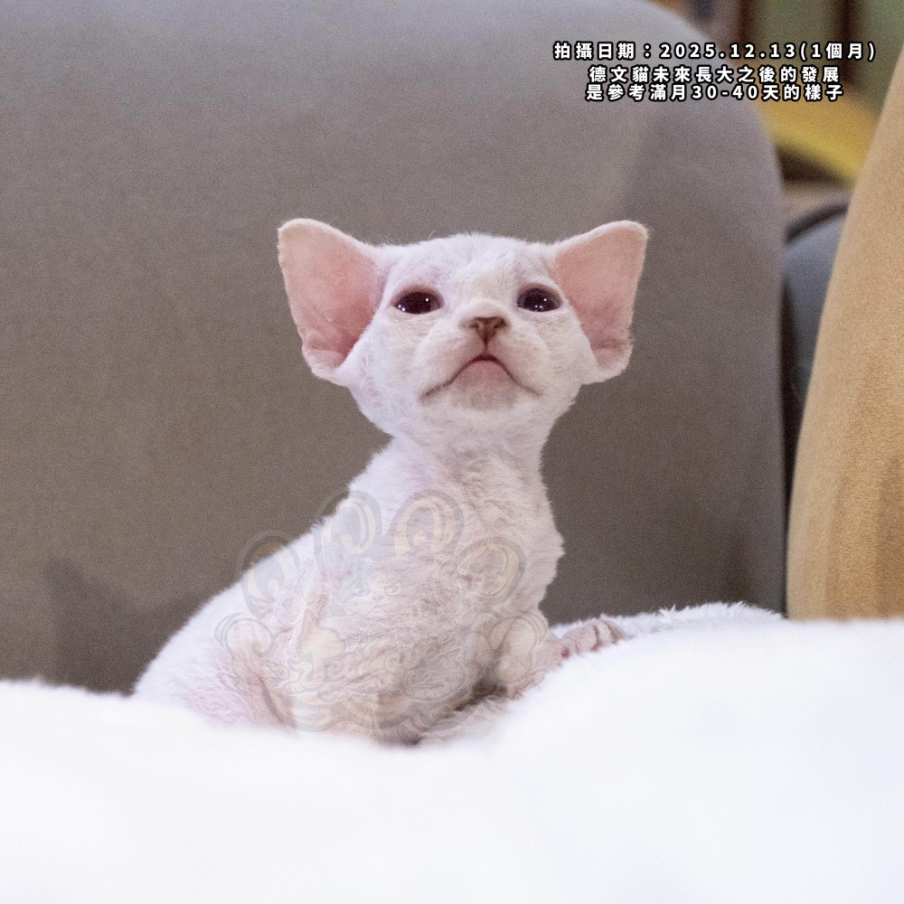 淡化奶油藍眼德文-男孩