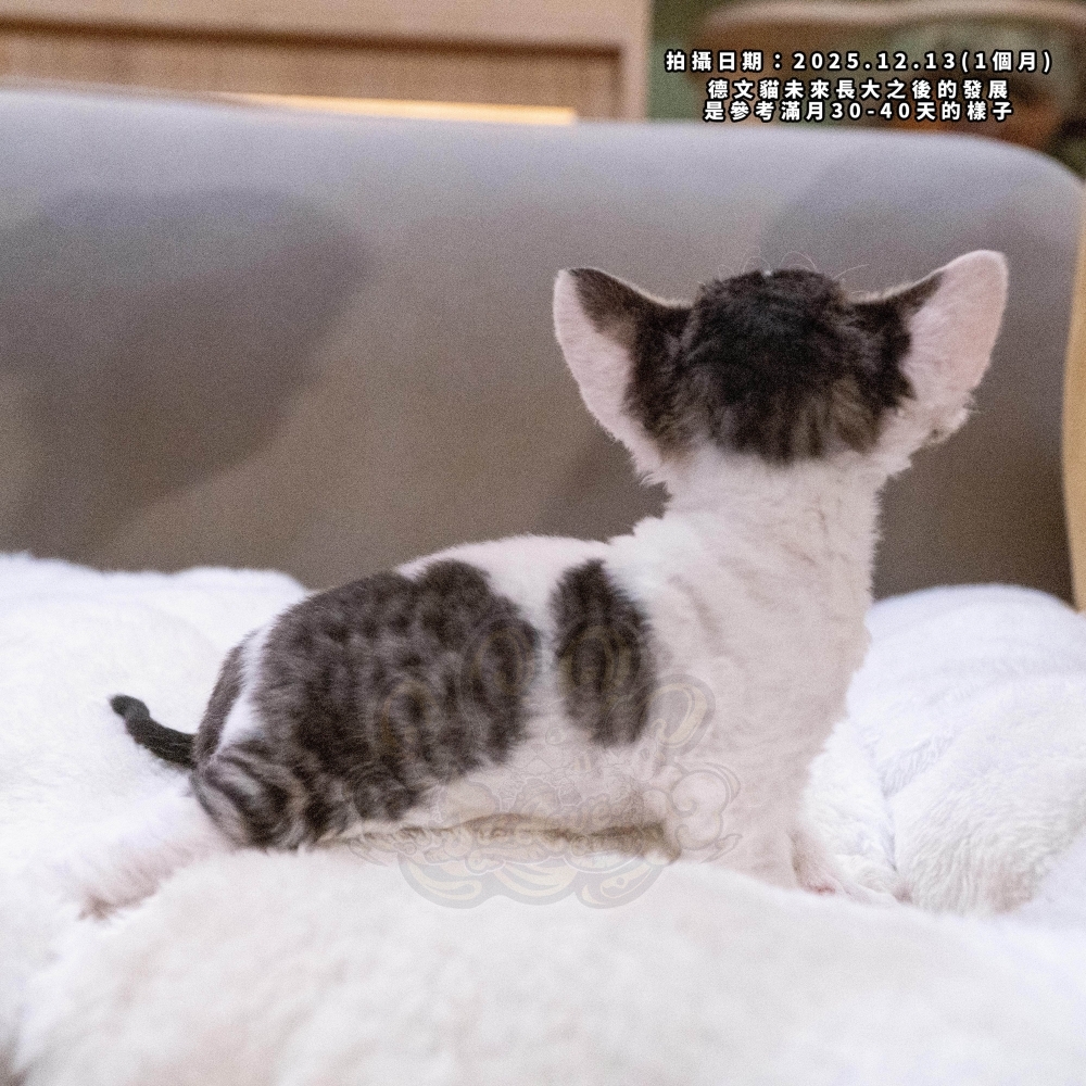 虎斑加白德文-女孩